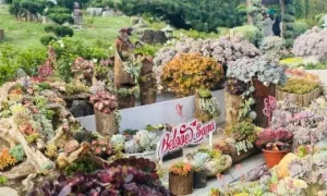 Hàng trăm nghìn cây sen đá trên đỉnh Fansipan Hàng trăm nghìn cây sen đá trên đỉnh Fansipan